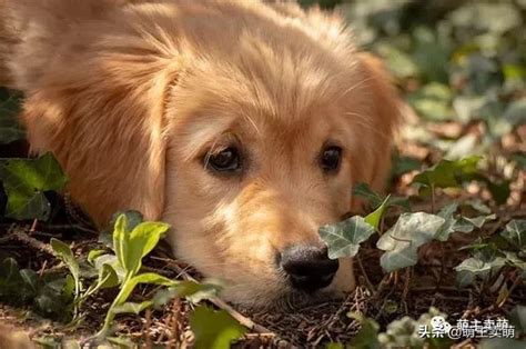 適合家裡養的寵物|最適合在家養的十大狗狗排名 你的愛犬上榜了嗎？